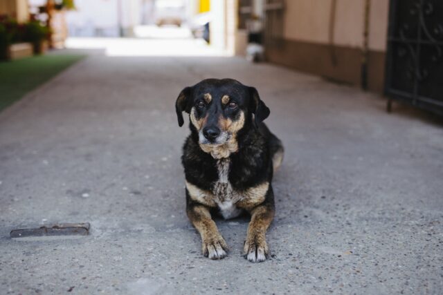 10 cose più sbagliate che fai inconsapevolmente al tuo cane