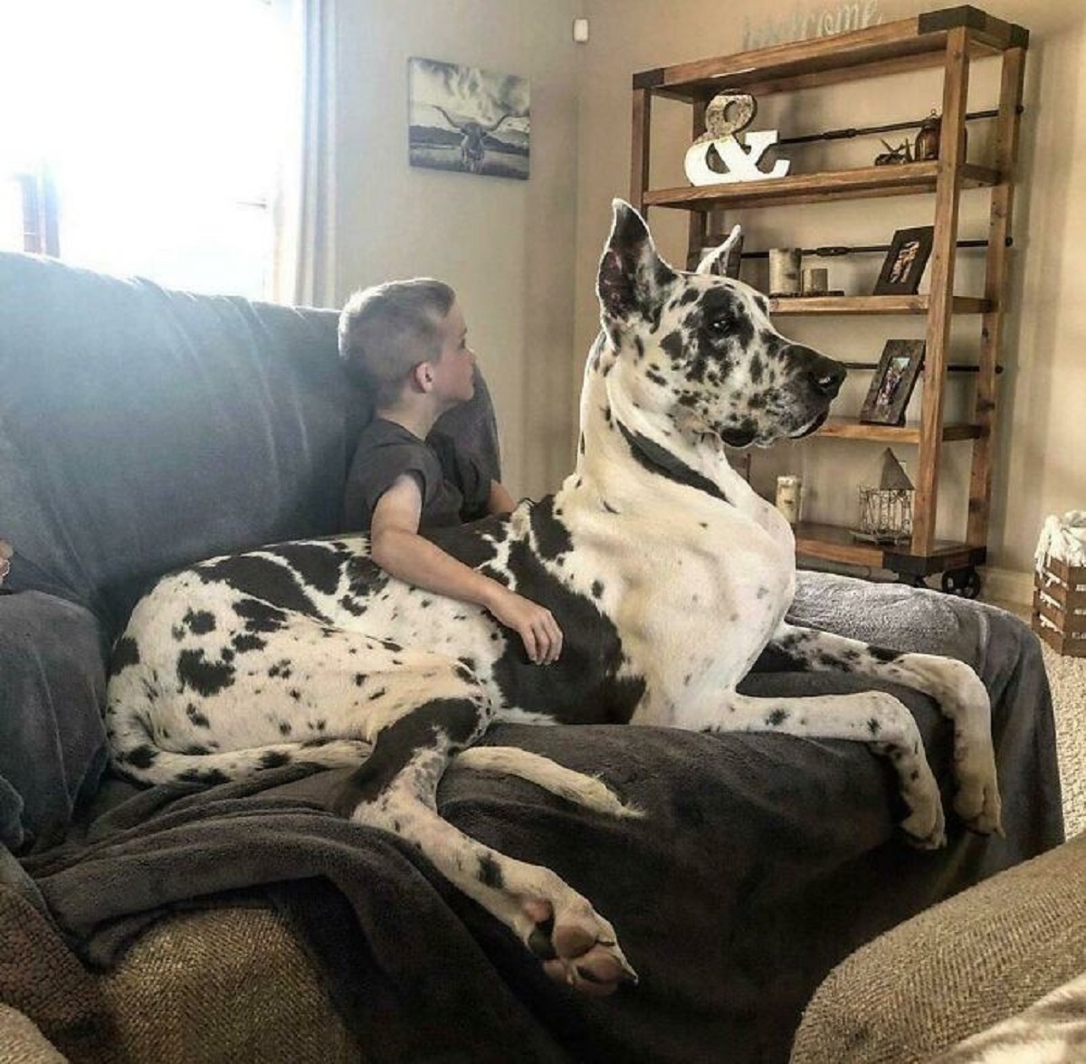 cagnolino e padroncino