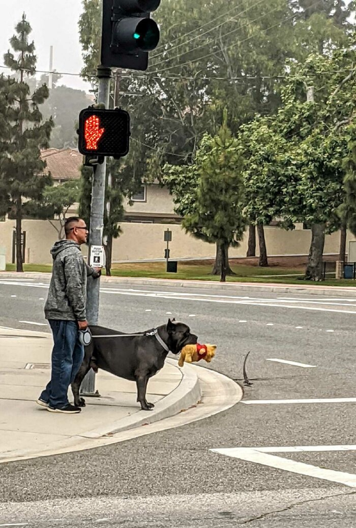 cane con giochino