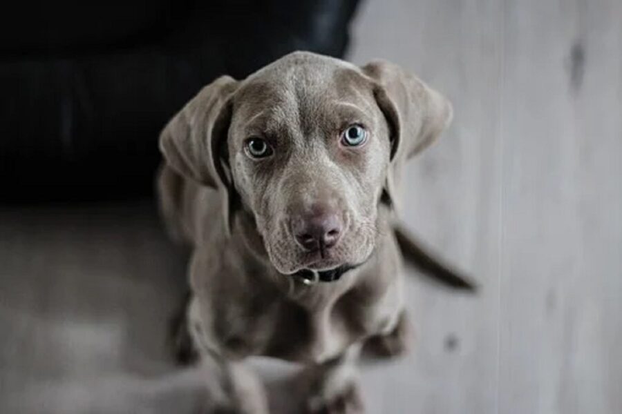 cane sguardo occhi