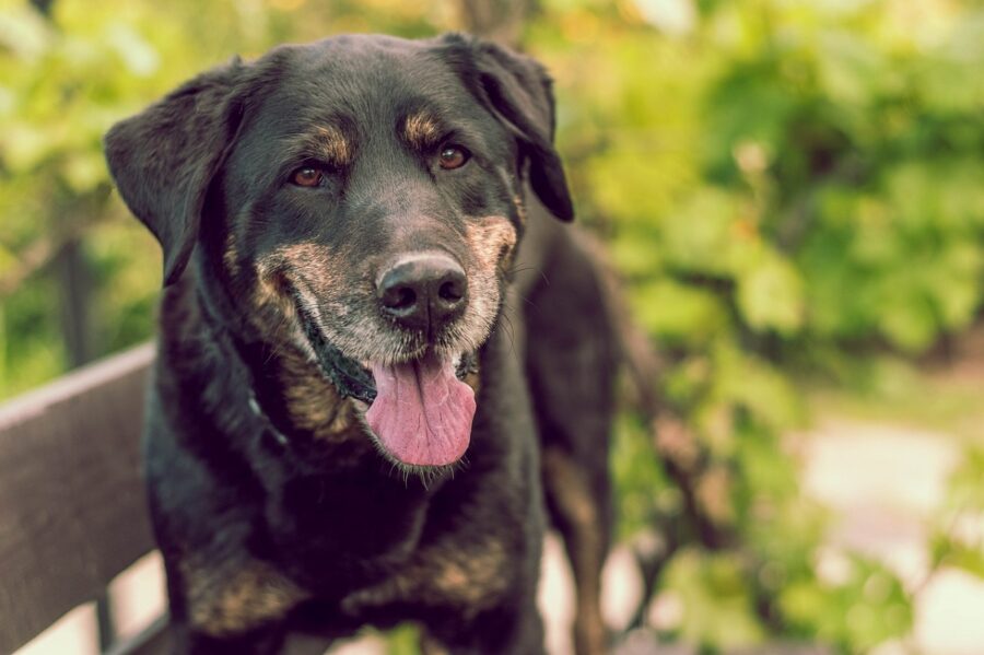 cane sorriso felice