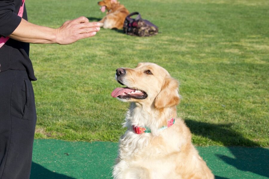 golden retriever seduto