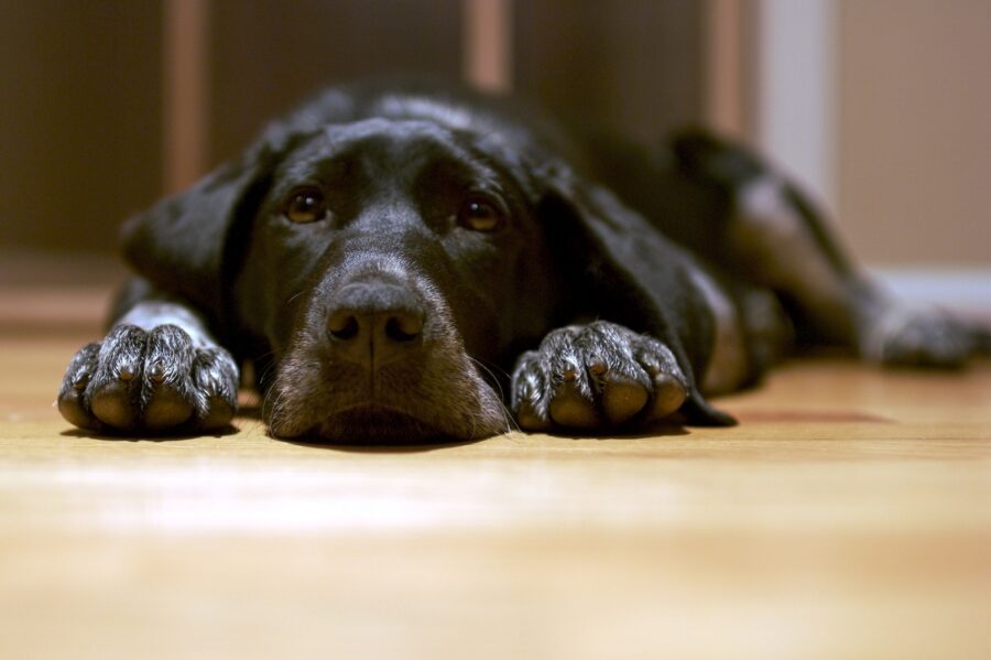 cane labrador sdraiato