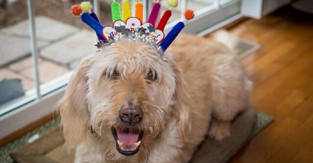 10 modi per organizzare la festa perfetta al tuo cane