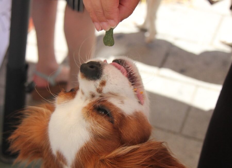 cane snack premio