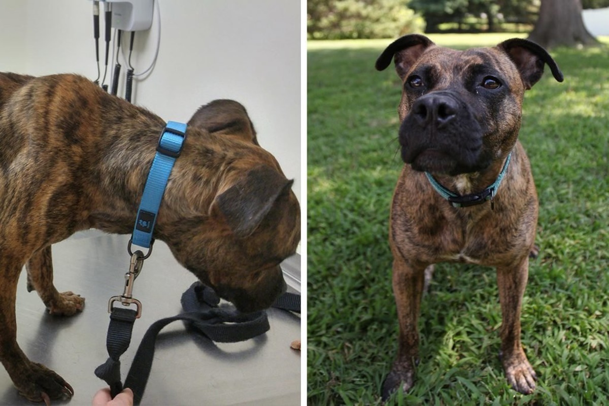 10 prima e dopo di cani adottati-Cleo