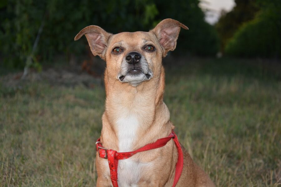 cane cucciolo pettorina