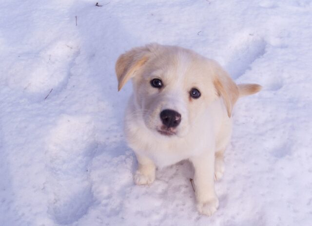 4 cose davvero uniche che forse non sapevi sugli occhi del cane