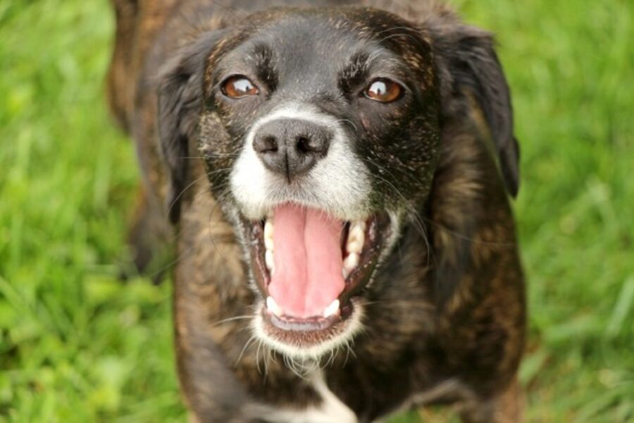 cucciolo sorriso splendido