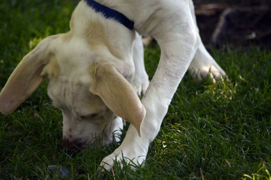 cane bianco fiuta