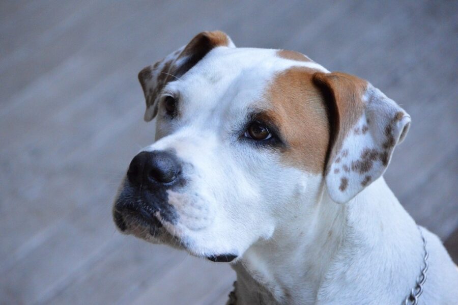 cane tenero sguardo