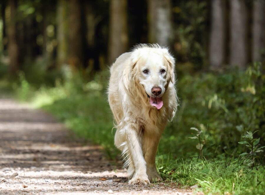 cane cucciolo foto