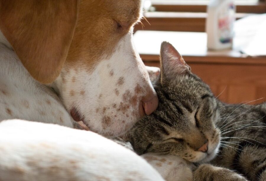 cane abbracciato amico