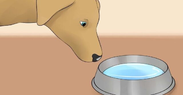 5 modi che devi conoscere per mantenere sempre idratato il tuo cane
