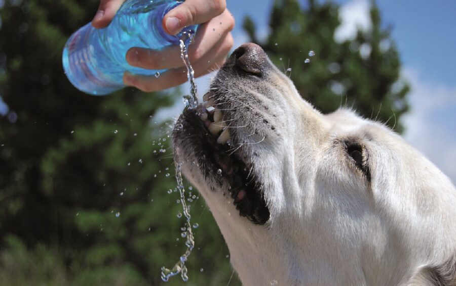 cane acqua bere