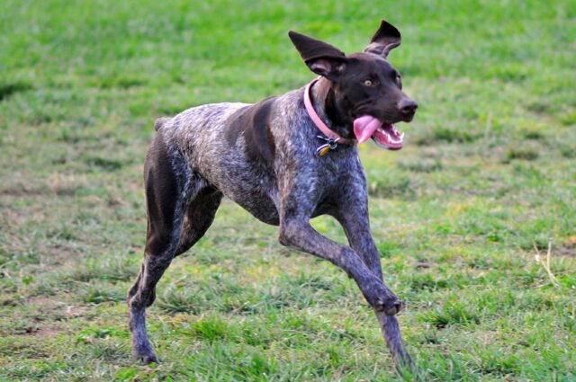 5 modi “strani” in cui il cane si comporta spiegati uno per uno