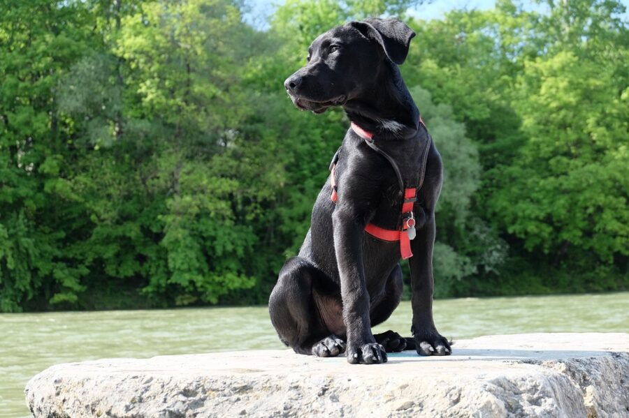 cane labrador seduto