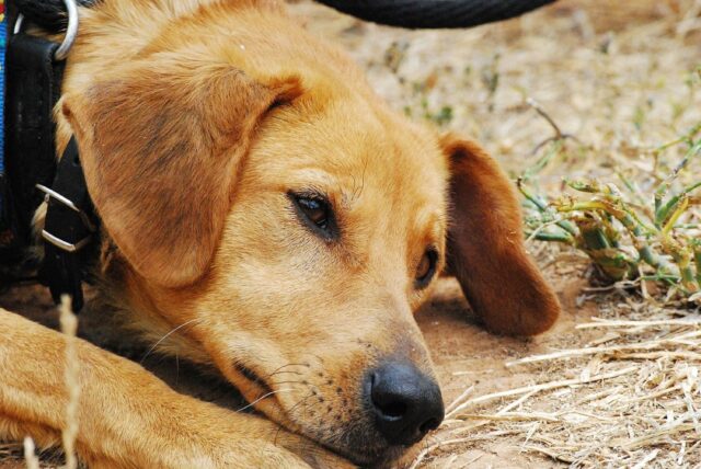 5 modi per gestire l’ansia da separazione nel cane
