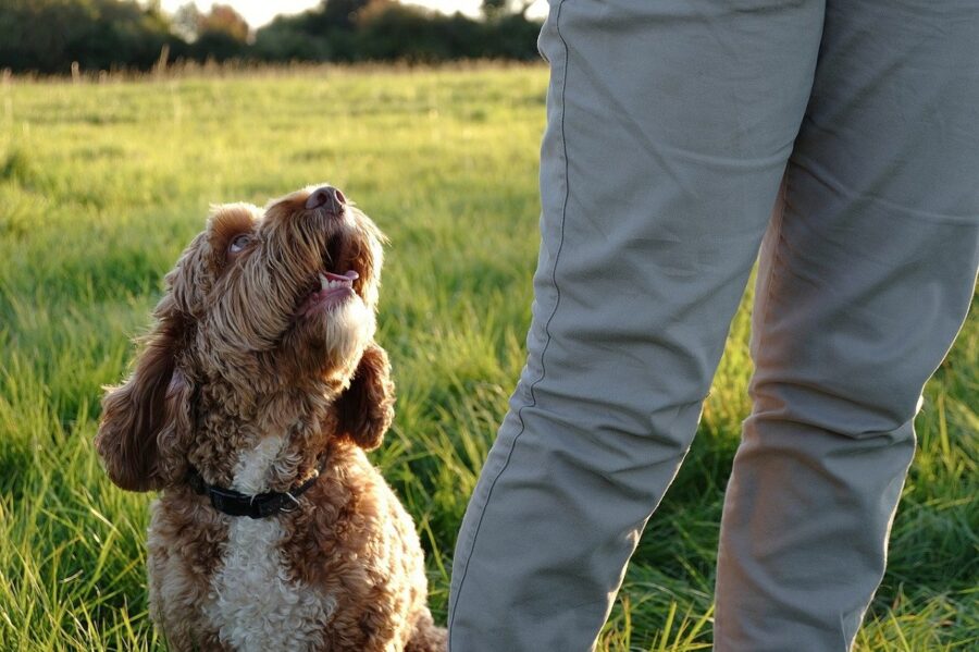 rinforzo positivo cane