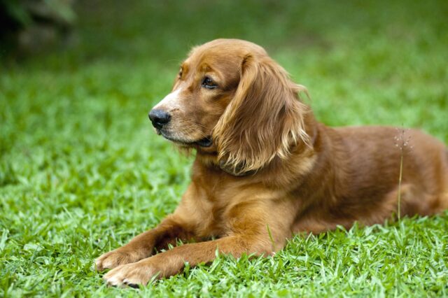 5 modi per insegnare al tuo cane ad usare il tappetino per i bisogni