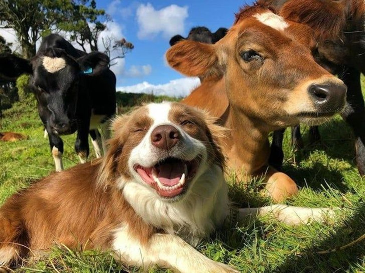 cane sul prato con le mucche