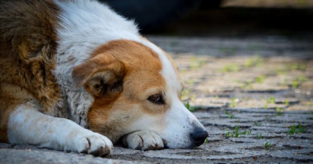 6 modi per capire se il tuo cane sta provando dolore