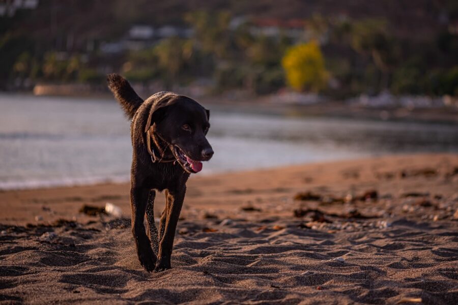 cane spiaggia mare