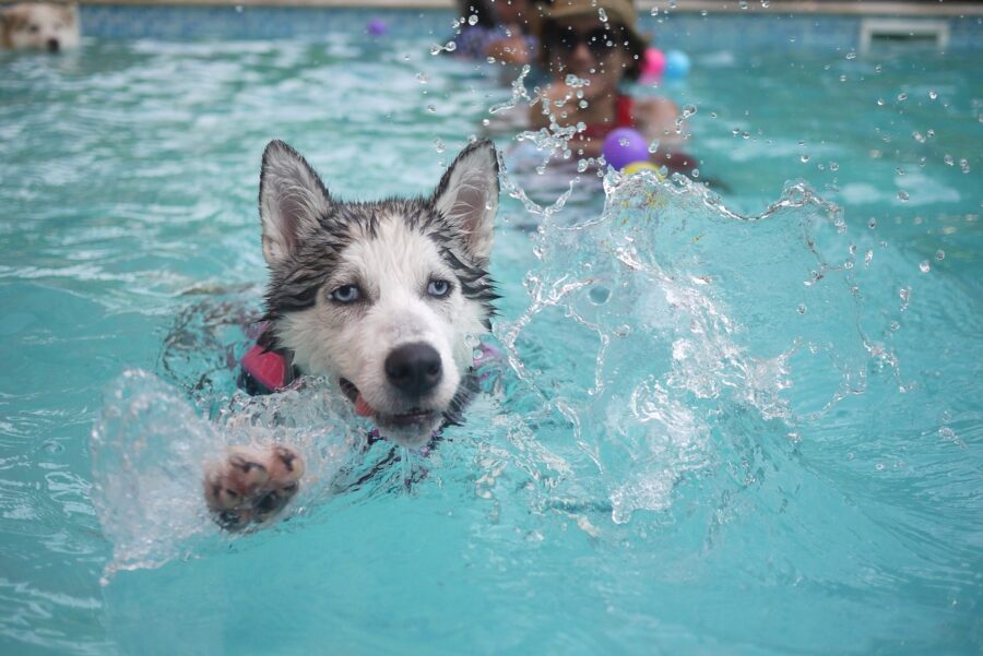 cane nuoto husky