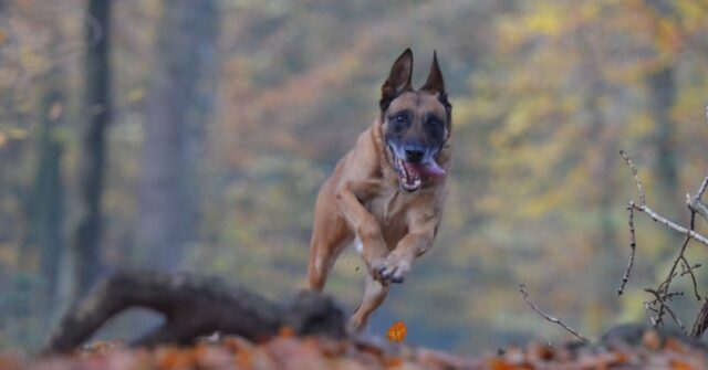 7 modi semplicemente geniali per allenarti assieme al tuo cane