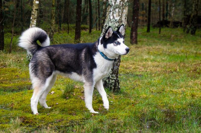 8 fatti davvero curiosi che forse non sapevi sugli Husky