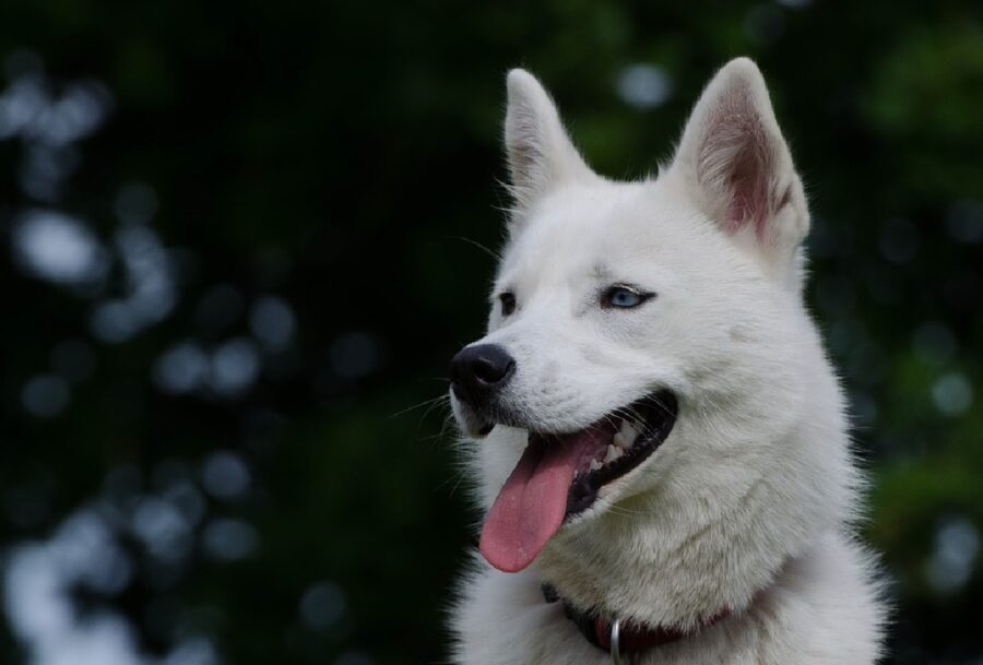 cane bianco foto