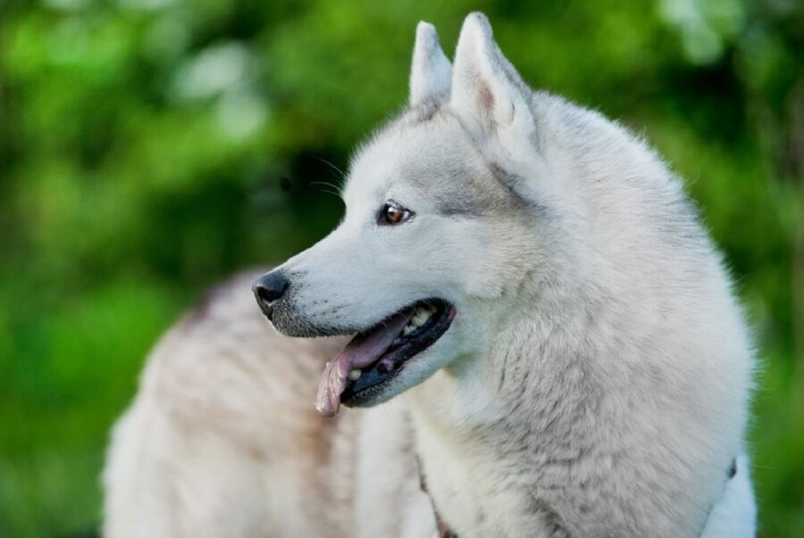 cane guarda qualcosa