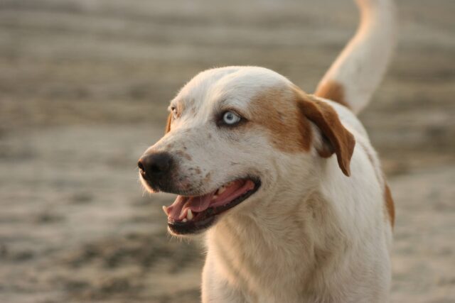 8 modi decisamente infallibili per rendere felice il tuo cane