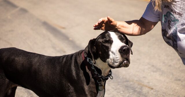 8 modi più efficaci per insegnare al tuo cane a non mordere