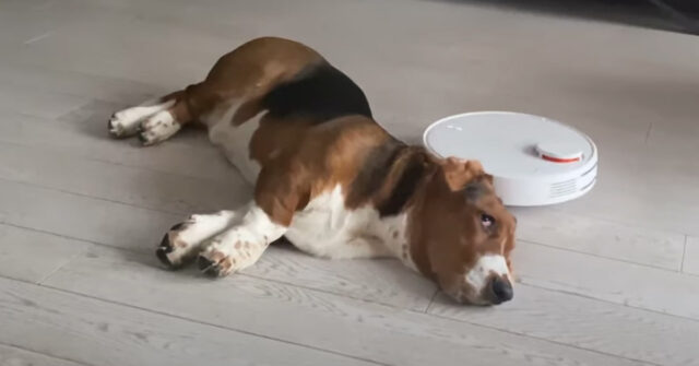 Al Basset Hound non importa se l’aspirapolvere deve pulire: lui vuole dormire (video)