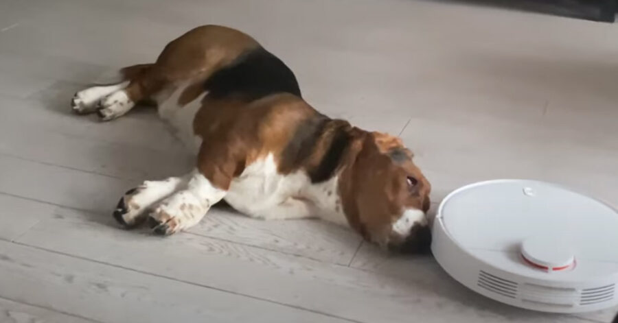 Basset Hound con robot aspirapolvere