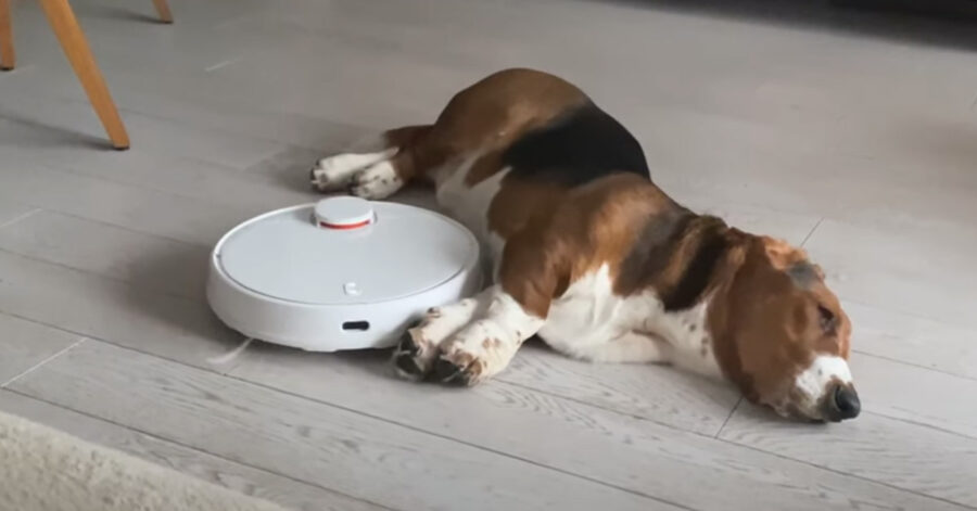 Basset Hound con robot aspirapolvere