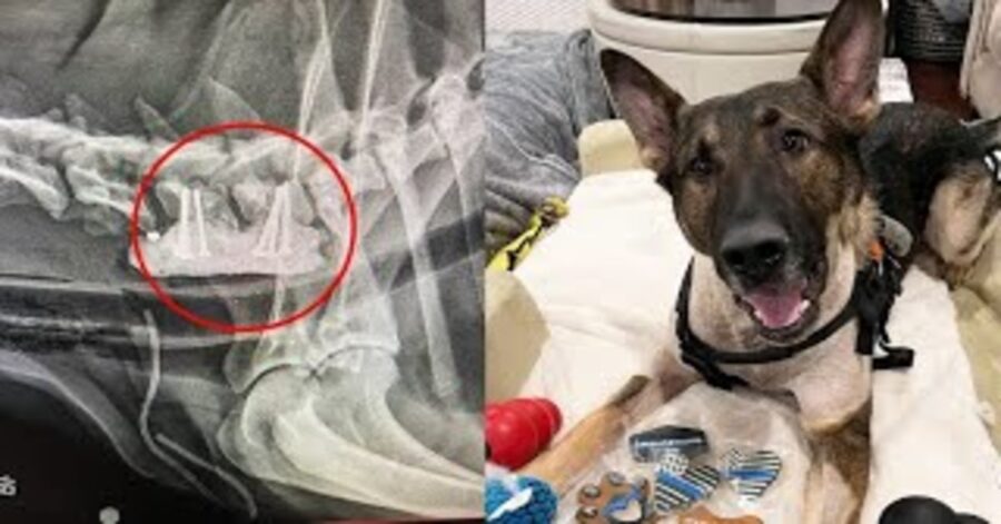 cane poliziotto eroe dopo incidente