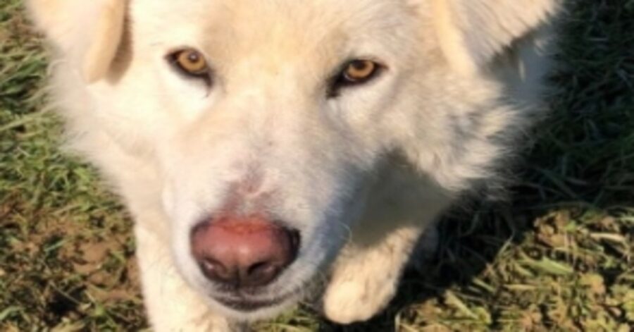 Athos, il gigante dallo sguardo gentile è in cerca di casa