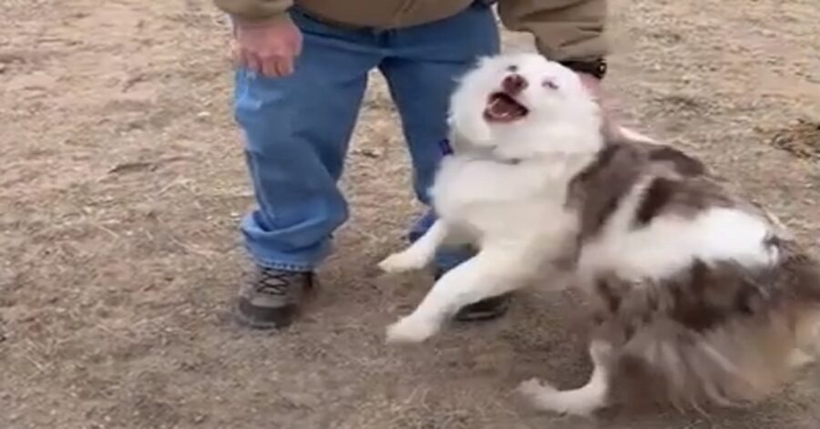 Bitsy Australian Sheperd video