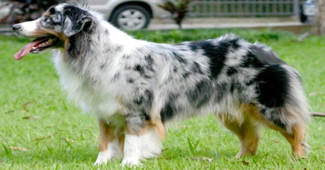 Bitsy, l’Australian Sheperd che ha rivisto il suo padrone dopo mesi (VIDEO)