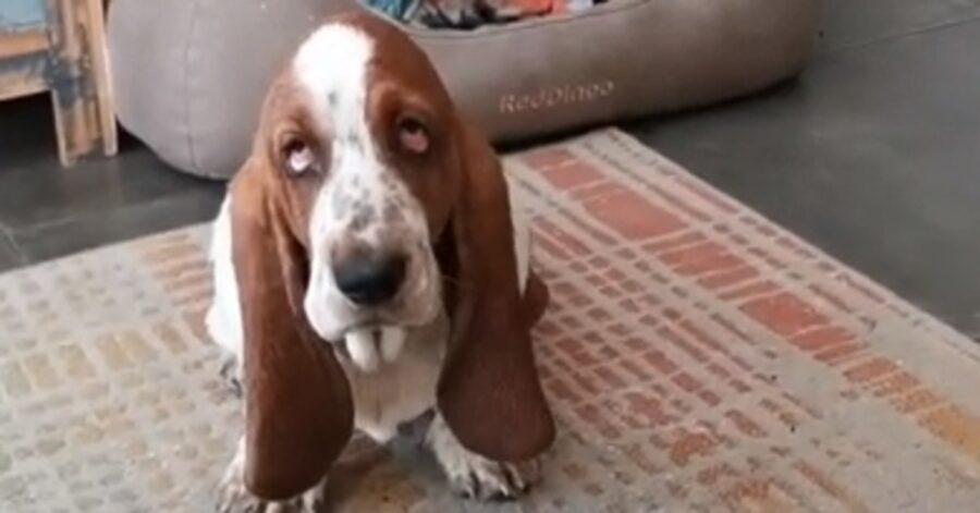 Basset Hound Bo bagnetto video