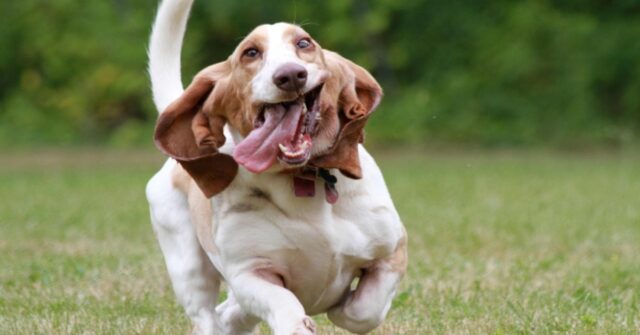 Bo, il Basset Hound che si offende perché costretto a fare il bagnetto (VIDEO)