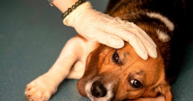 Bolinha, il cucciolo di cane obeso abbandonato in Brasile che ha ricevuto una seconda opportunità (VIDEO)