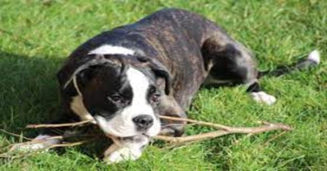 Un Boxer ha un attacco cardiaco e viene rianimato da un passante (VIDEO)