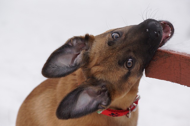 cane adottato che rosicchia