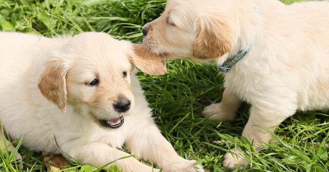 Cane adottato sta lontano dall’altro cane