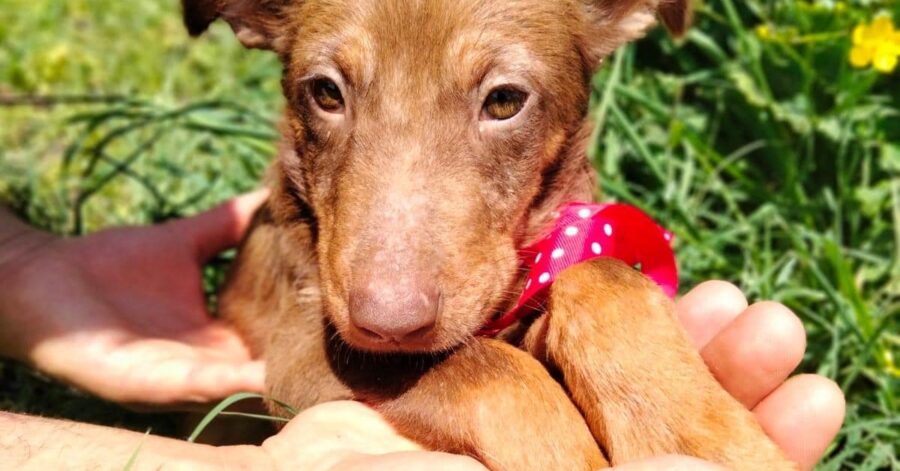 Cane in adozione Cioccolatina 