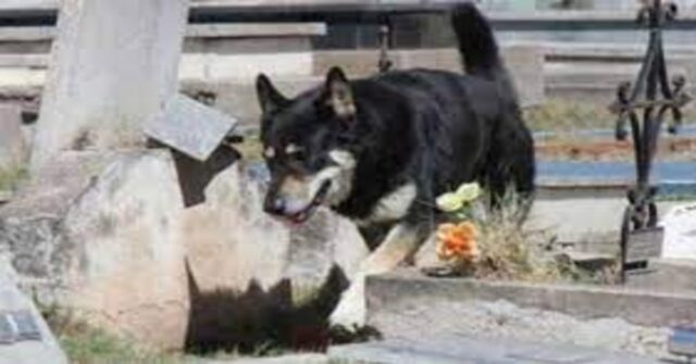 Capitàn: l’Hachiko Argentino che ha vegliato sulla tomba del padrone per dieci anni