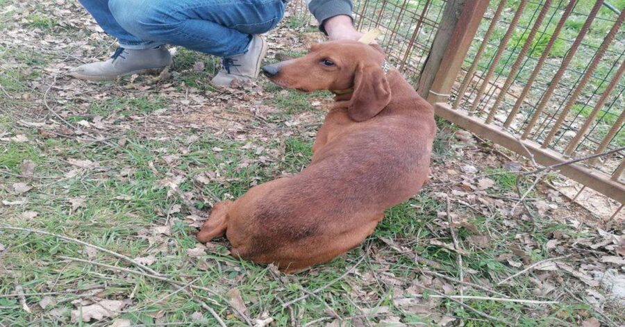 Charlie, il segugio dallo sguardo triste sta cercando una casa